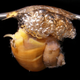 Illustration for article titled Scientists sort out the secrets of bubble-rafting snails